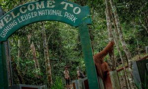 Ketahui 6 Hutan Di Indonesia yang Memukau hutan01