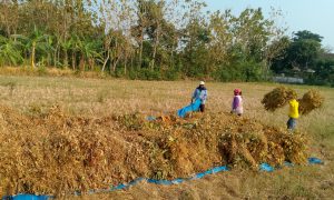 Penerapan GAP Dapat Meningkatkan Produktivitas Kedelai di Kabupaten Madiun IMG_20260929_215948